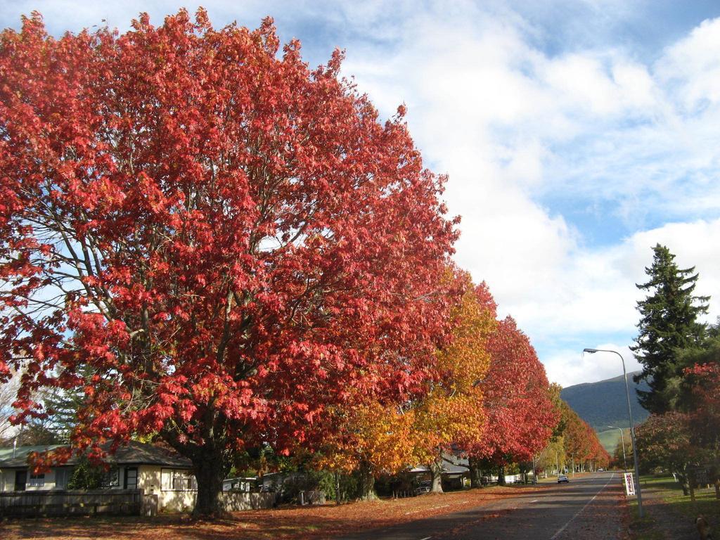Tongariro River Motel Turangi Pokoj fotografie